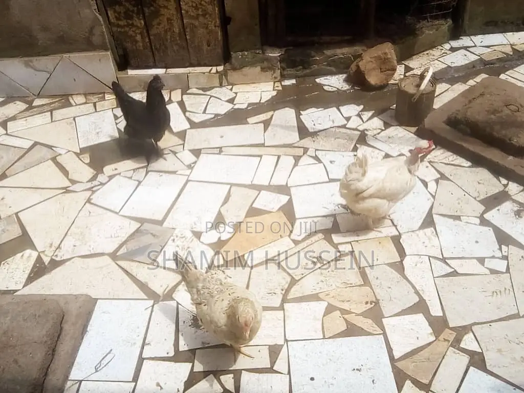 Chickens for Sale