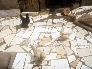 Chickens for Sale