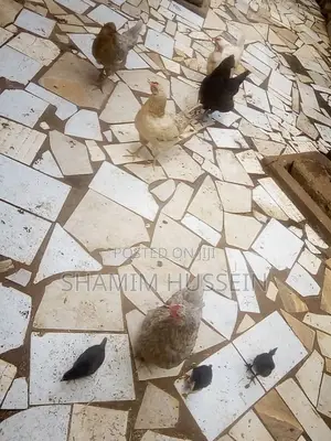 Chickens for Sale