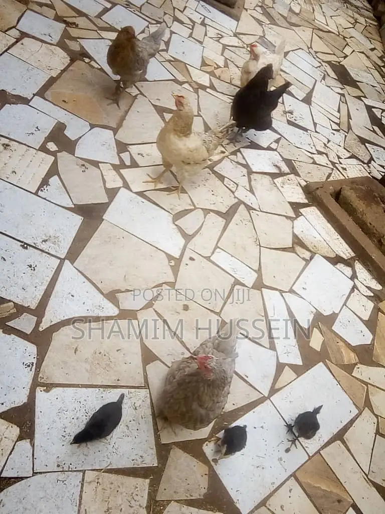 Chickens for Sale