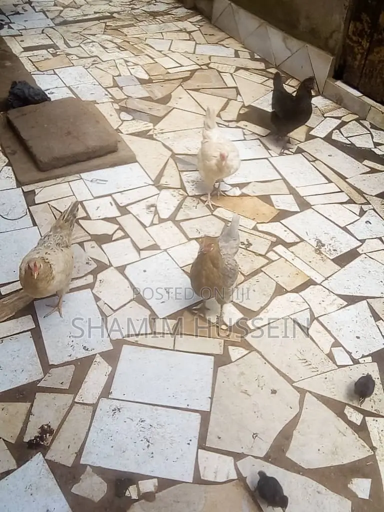 Chickens for Sale