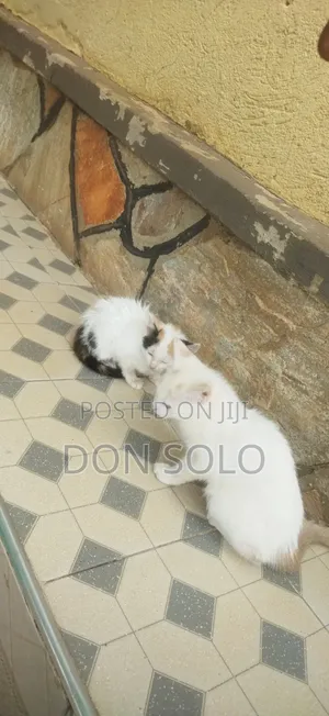 1-3 months Male Purebred Birman