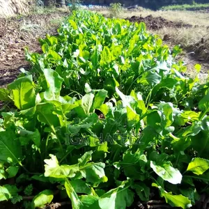 Arugula Leaves (Rocket)