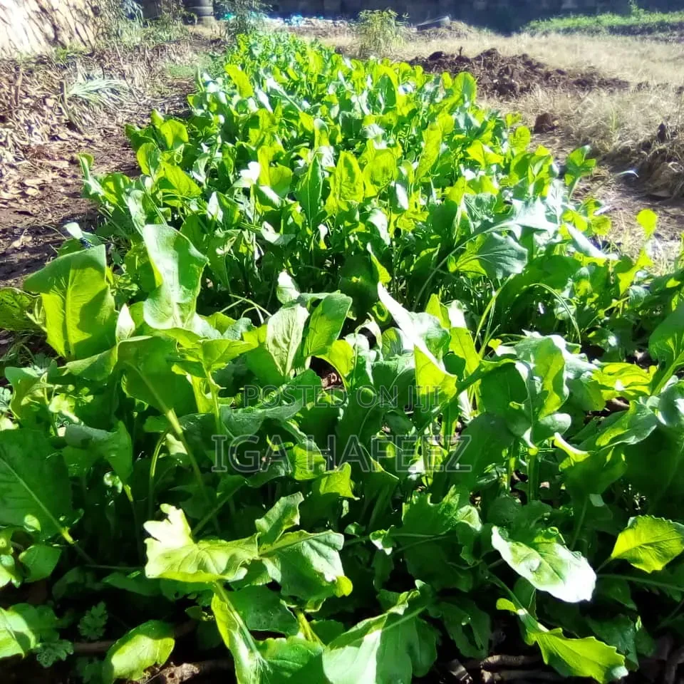 Arugula Leaves (Rocket)