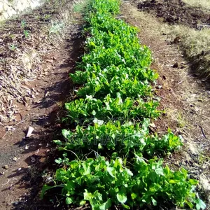 Arugula Leaves (Rocket)