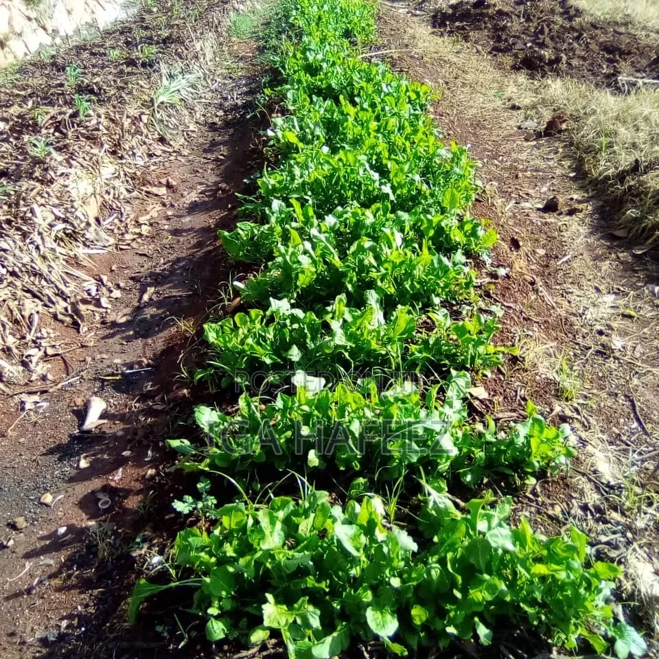 Arugula Leaves (Rocket)