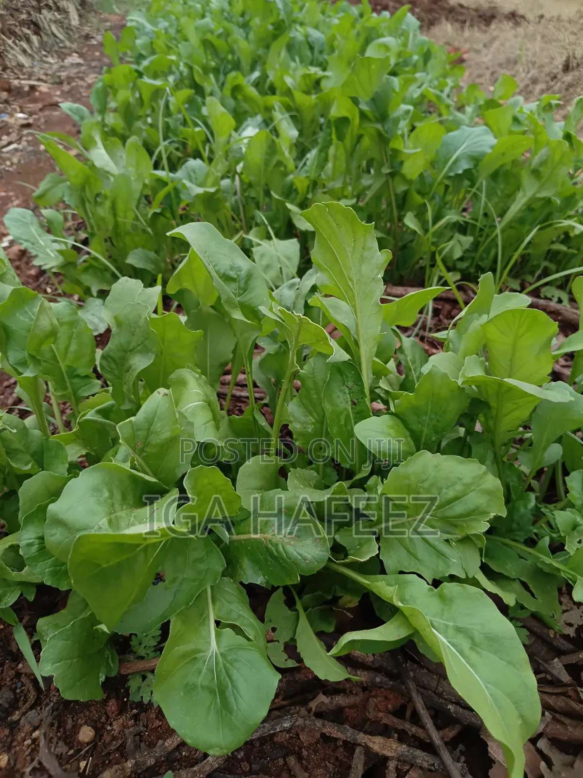 Arugula Leaves (Rocket)
