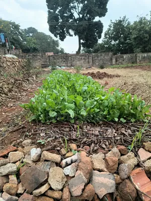 Arugula Leaves (Rocket)