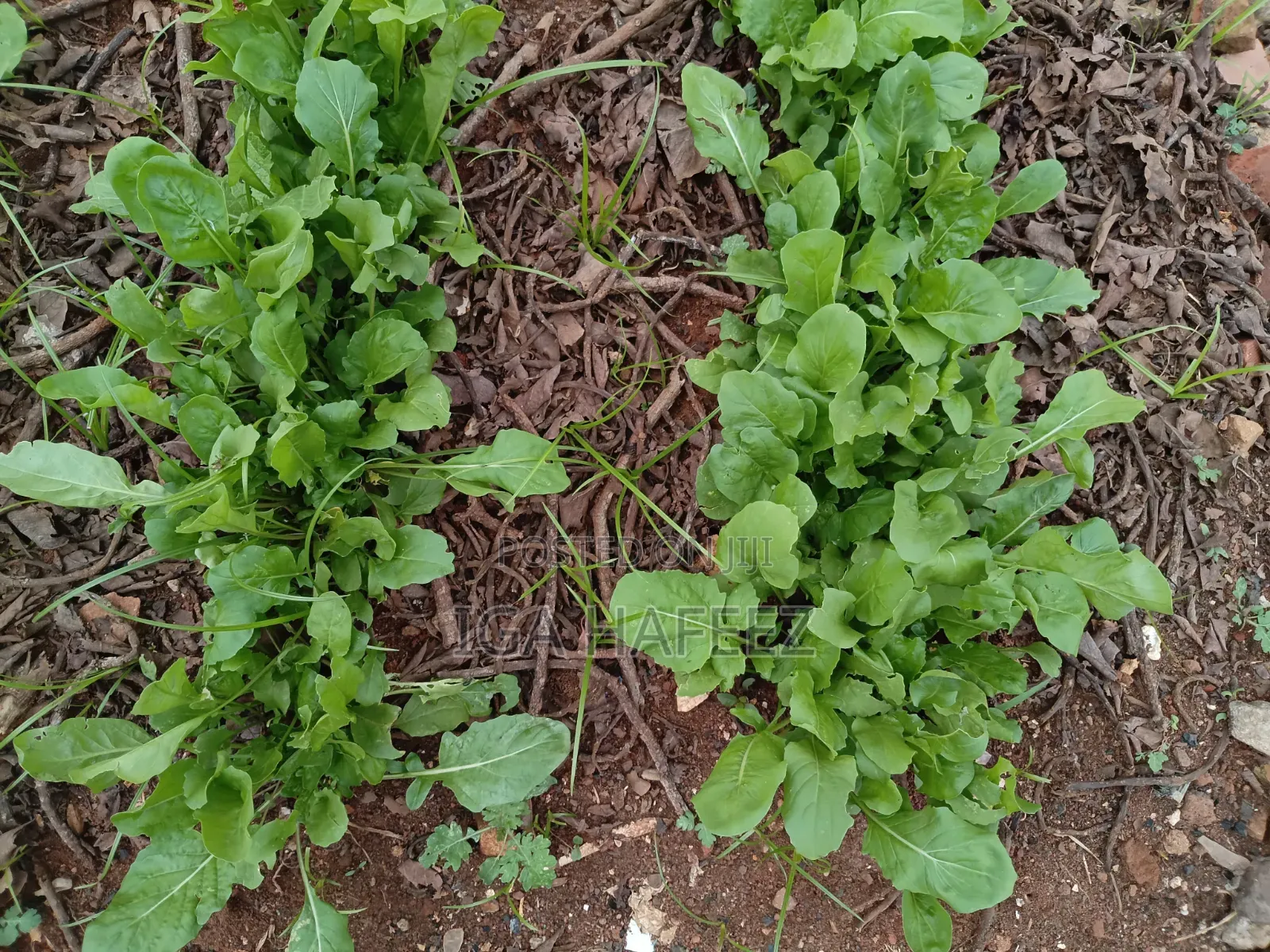 Arugula Leaves (Rocket)