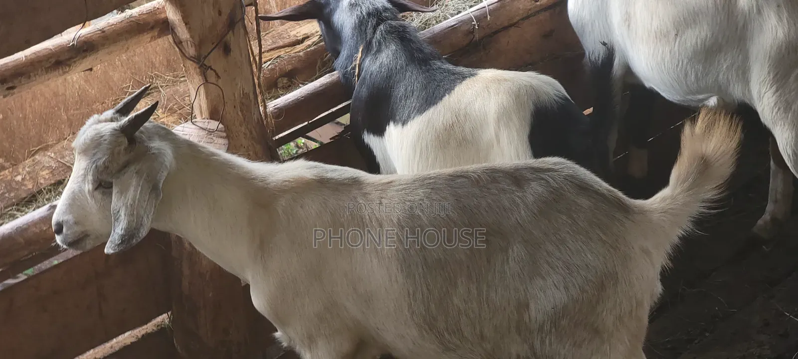 Boer Savanna Local E Mbuzi Za Eid, Dhuhiya Goats and Farm Goats
