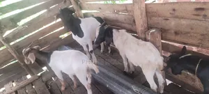 Boer Savanna Local E Mbuzi Za Eid, Dhuhiya Goats and Farm Goats