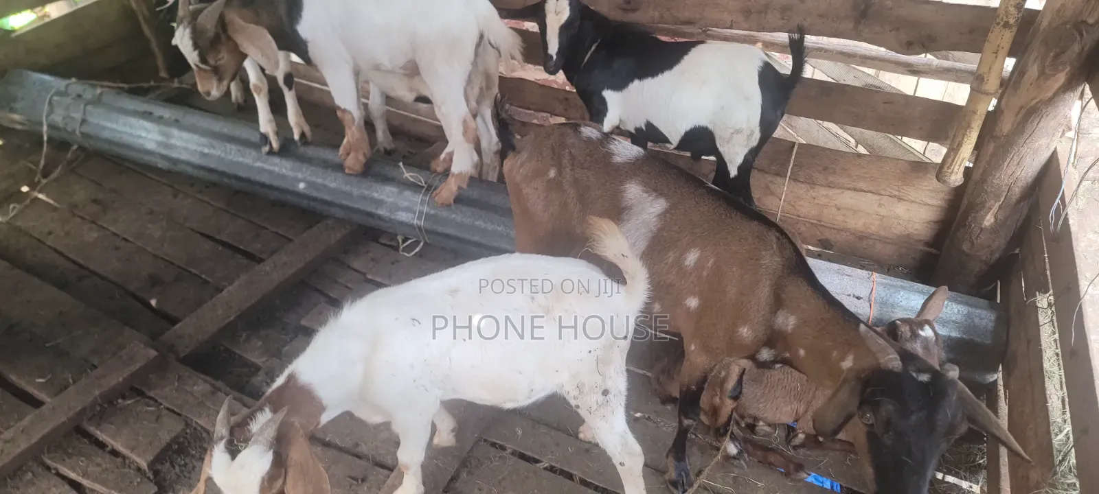 Boer Savanna Local E Mbuzi Za Eid, Dhuhiya Goats and Farm Goats