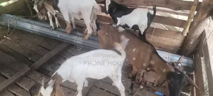 Boer Savanna Local E Mbuzi Za Eid, Dhuhiya Goats and Farm Goats