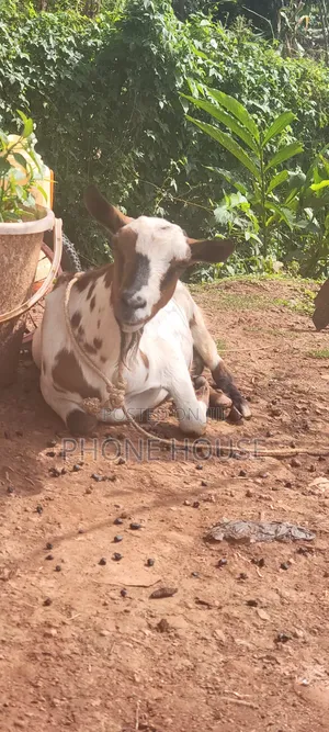 Boer Savanna Local E Mbuzi Za Eid, Dhuhiya Goats and Farm Goats