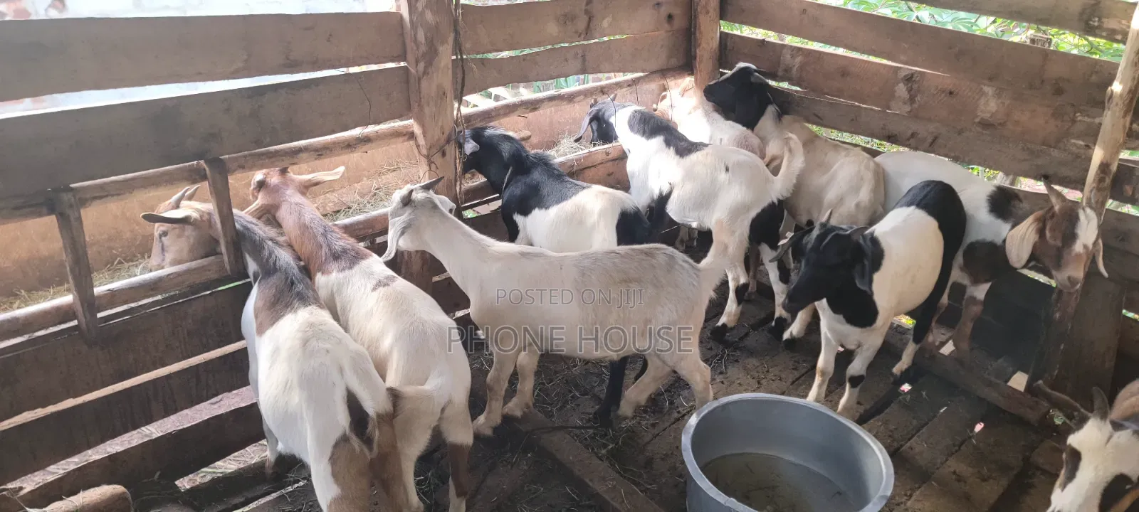 Boer Savanna Local E Mbuzi Za Eid, Dhuhiya Goats and Farm Goats