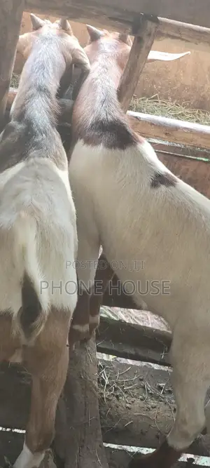 Boer Savanna Local E Mbuzi Za Eid, Dhuhiya Goats and Farm Goats