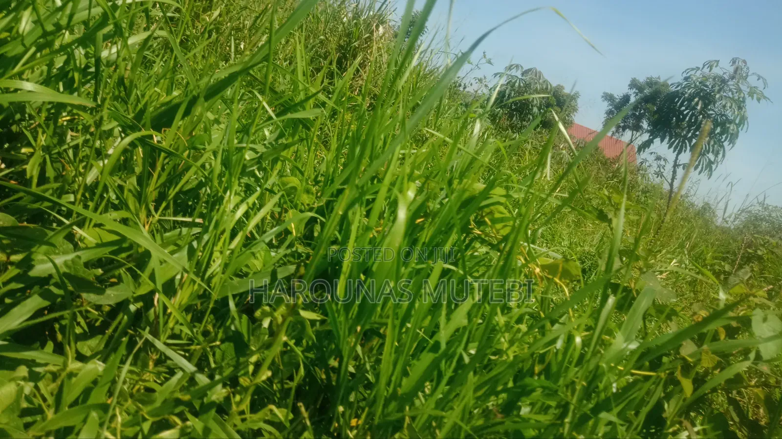Kibanja for Sale