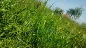 Kibanja for Sale
