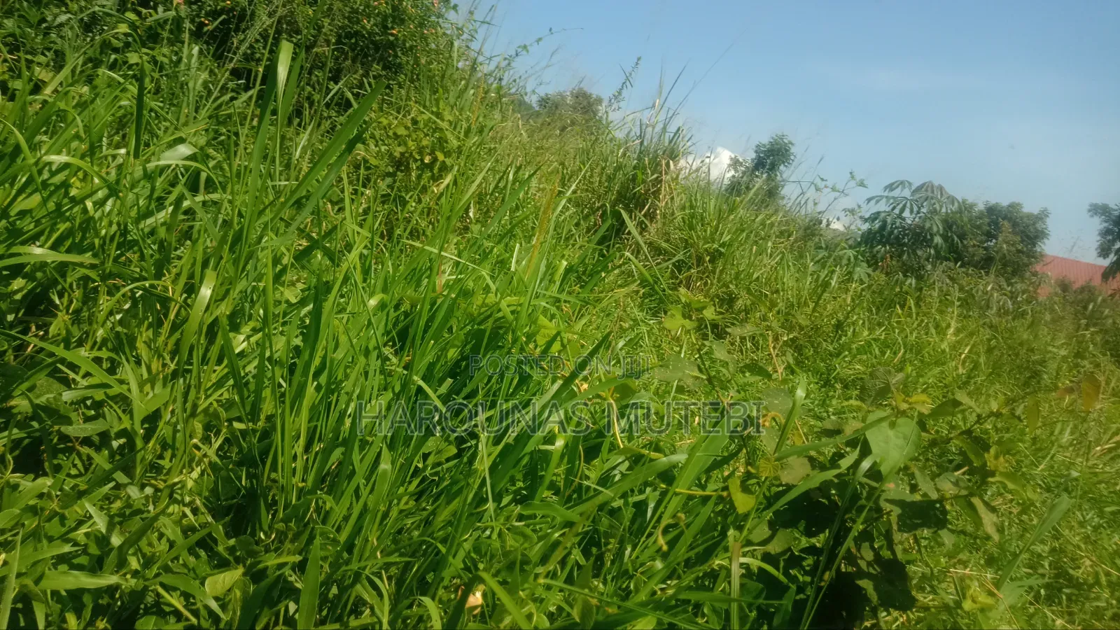 Kibanja for Sale