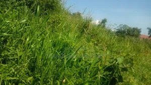 Kibanja for Sale