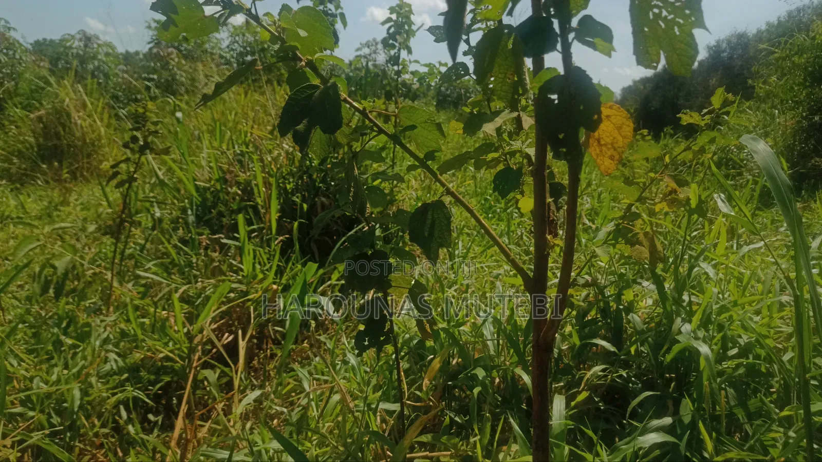 Kibanja for Sale