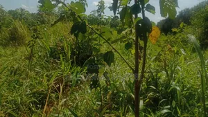 Kibanja for Sale
