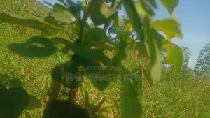 Kibanja for Sale