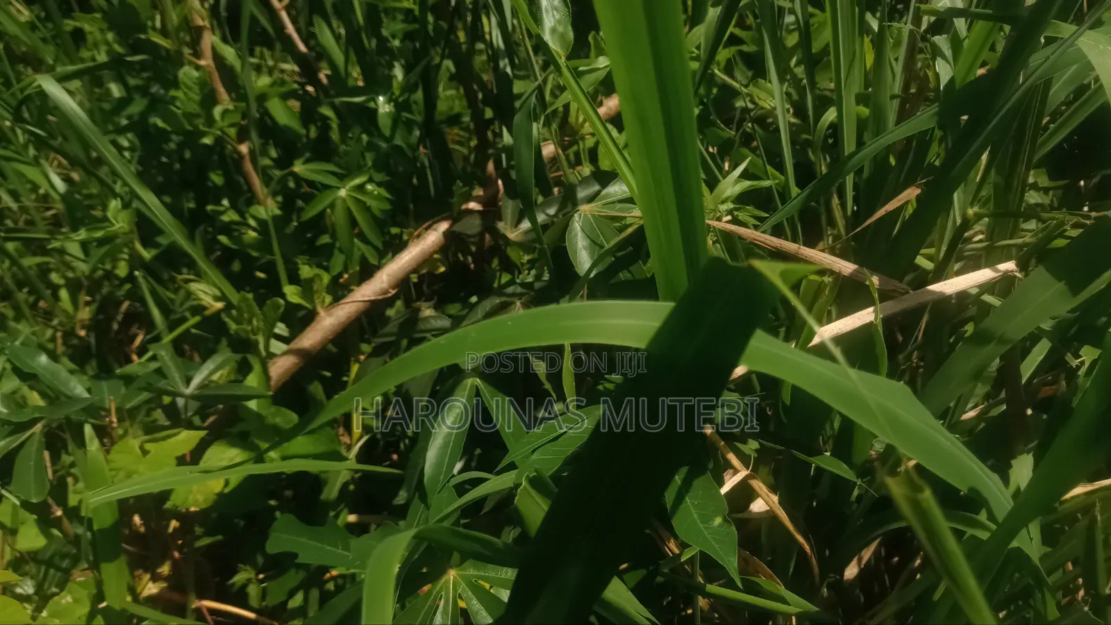 Kibanja for Sale