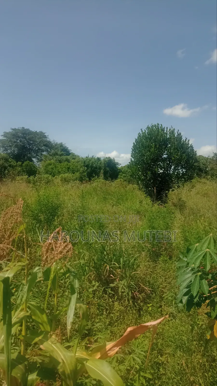 Kibanja for Sale