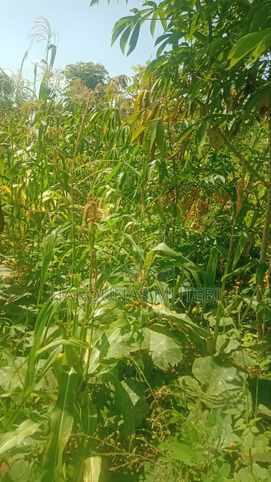 Kibanja for Sale
