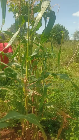 Kibanja for Sale