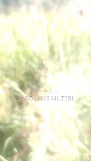 Kibanja for Sale