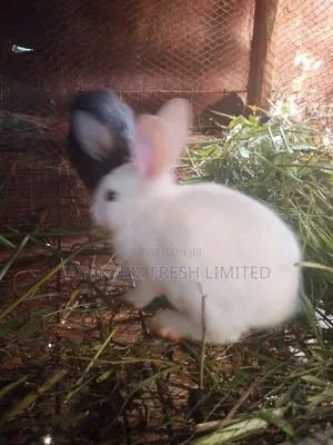 Rabbits for Sale at 9000shs. Exotic Rabbits