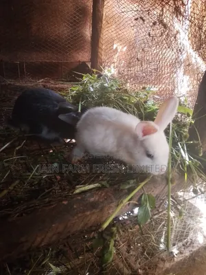 Rabbits for Sale at 9000shs. Exotic Rabbits