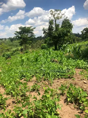 2.1 Acres Hot Deal Sale at 36m Ugx Only