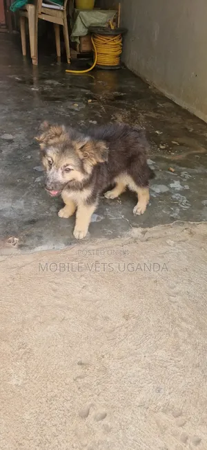 3-6 months Female Purebred German Shepherd