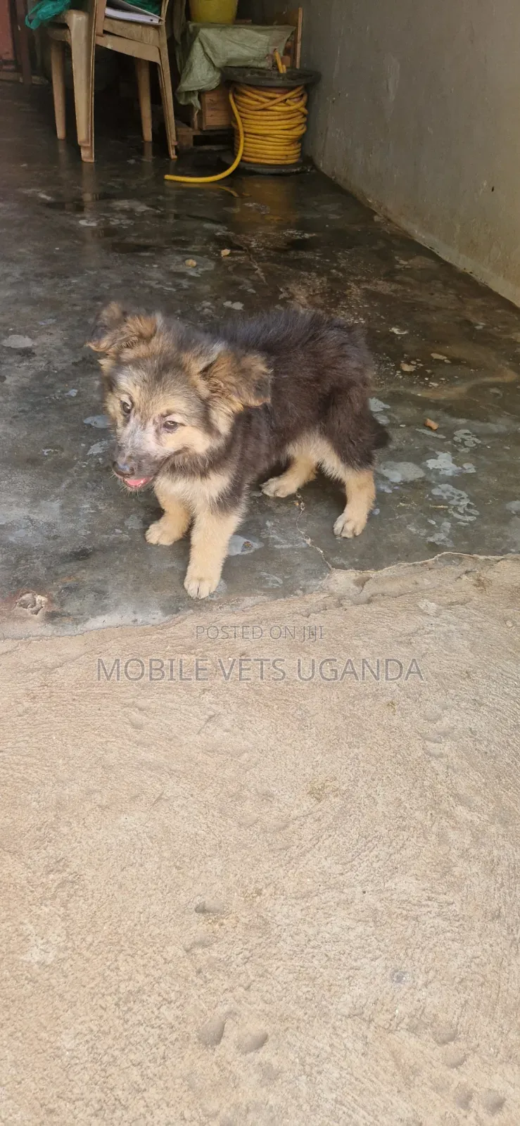 3-6 months Female Purebred German Shepherd