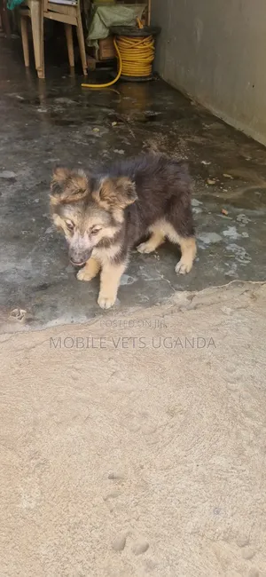 0-1 month Female Purebred German Shepherd