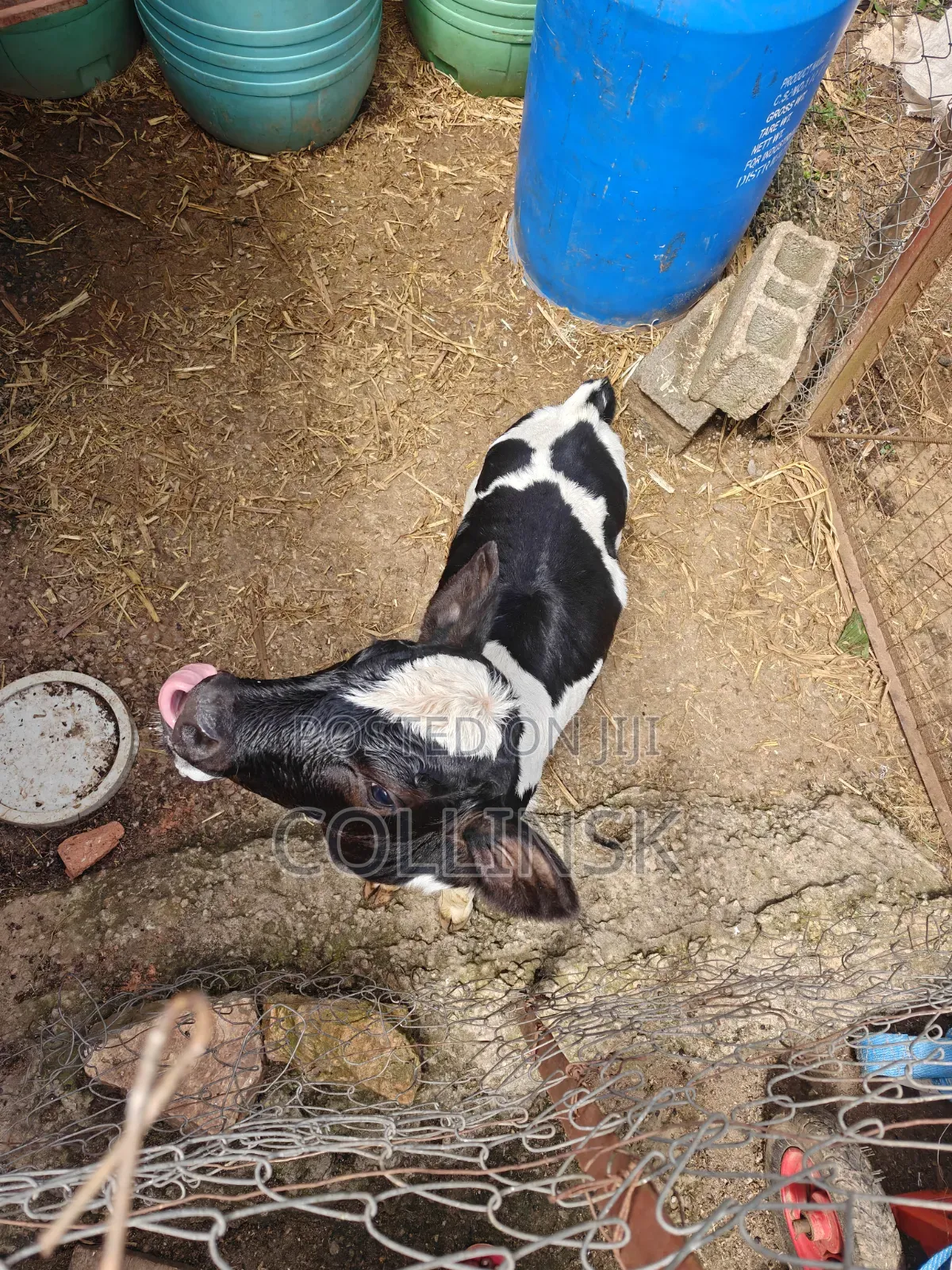 Fresian Bull Calf