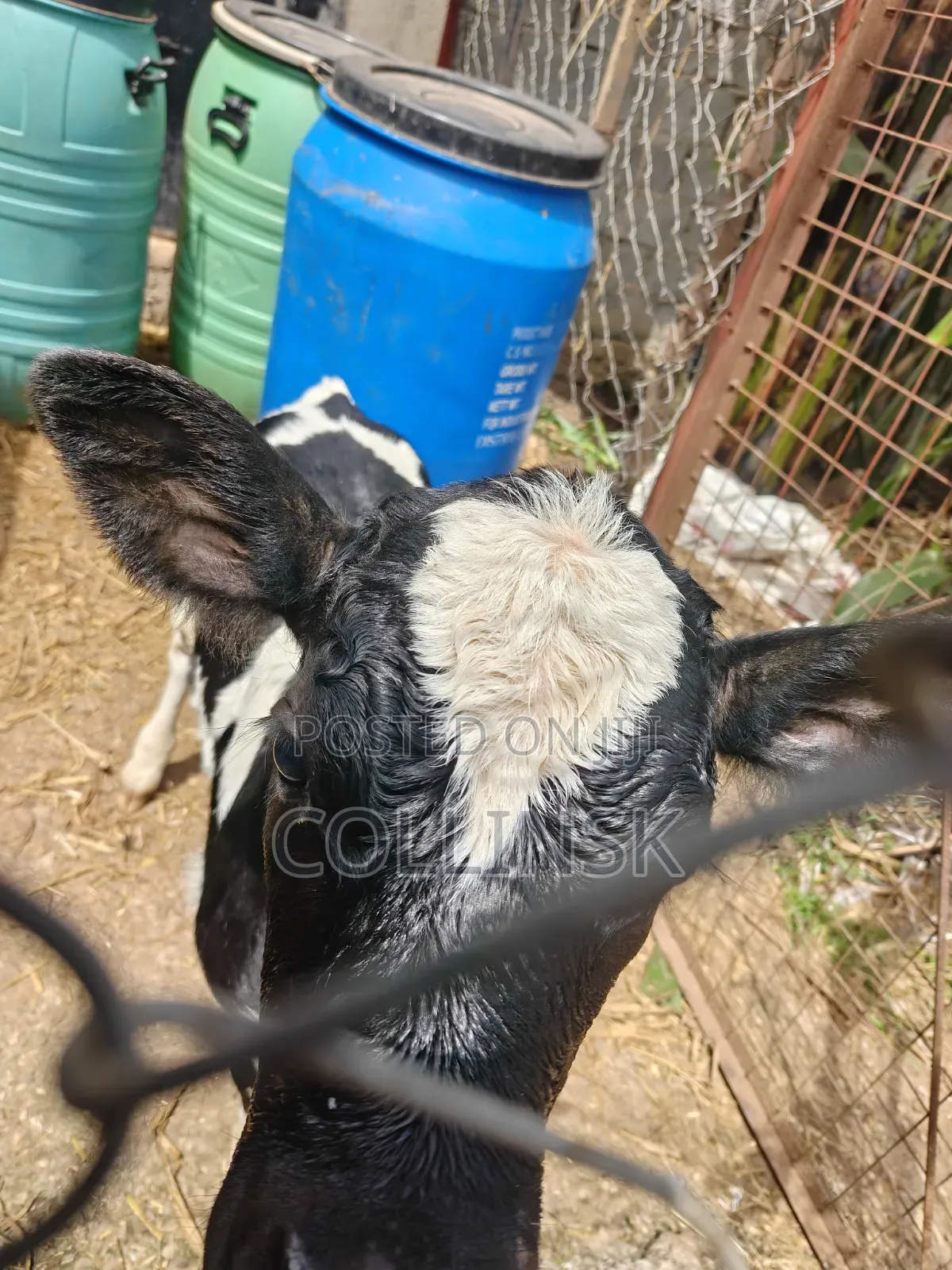 Fresian Bull Calf