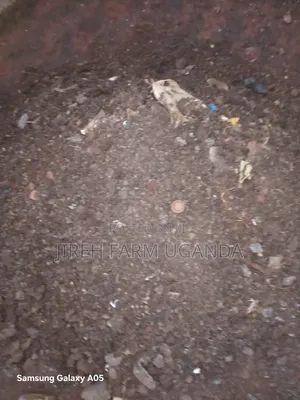 Ccicken Manure