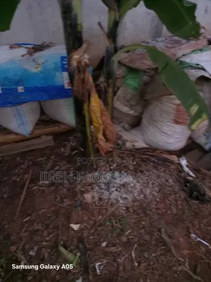 Ccicken Manure