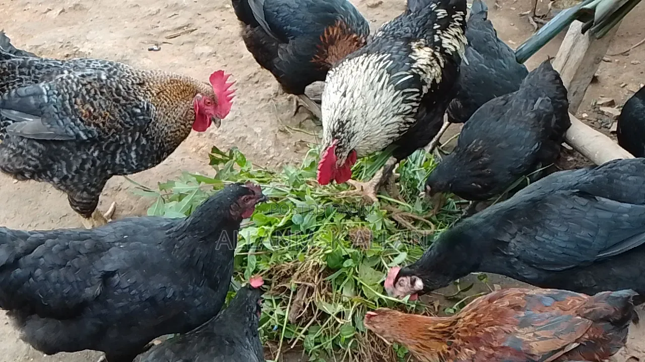 Local Chicken