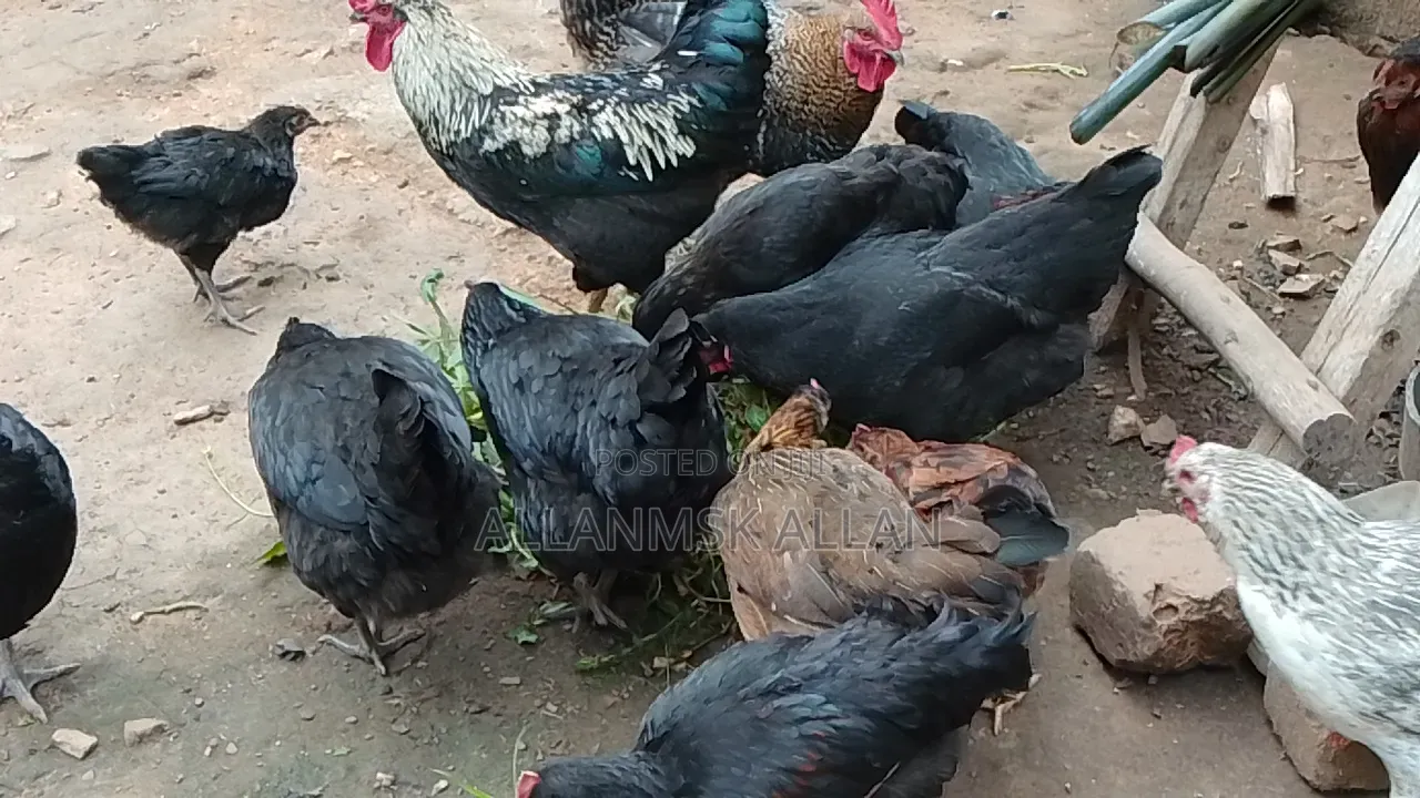 Local Chicken