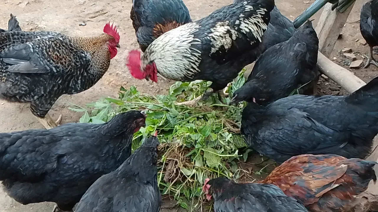 Local Chicken