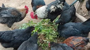 Local Chicken