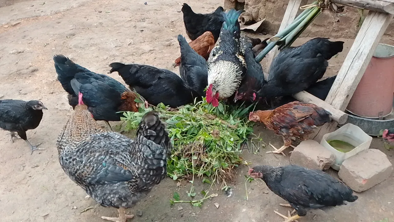Local Chicken