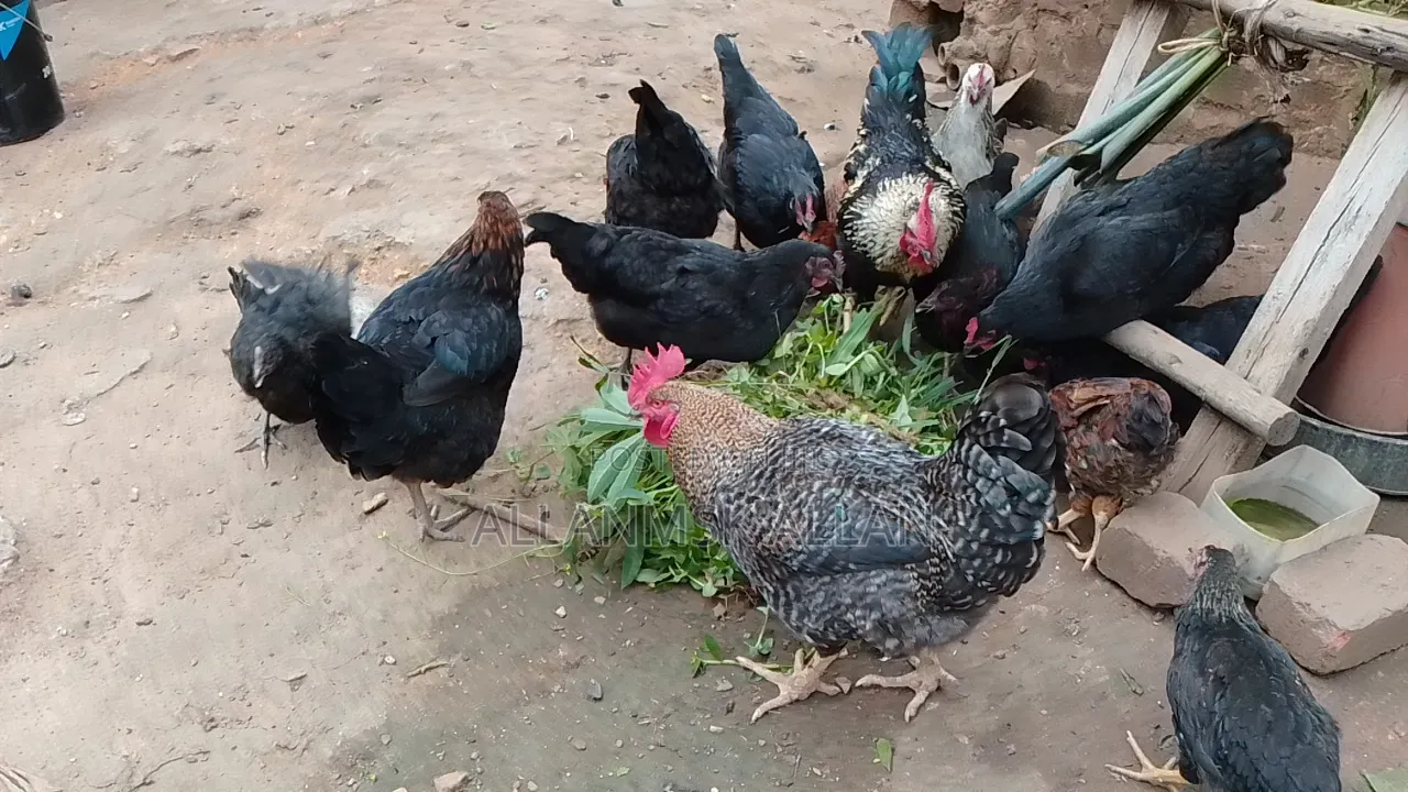 Local Chicken