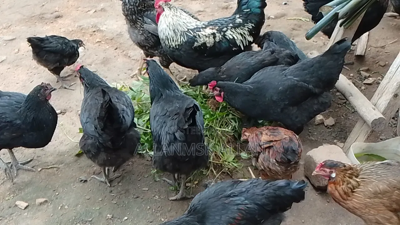 Local Chicken