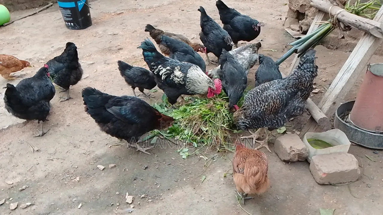 Local Chicken